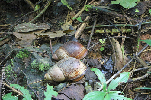 Two Giant snails in the rainforest of Ecuador photo