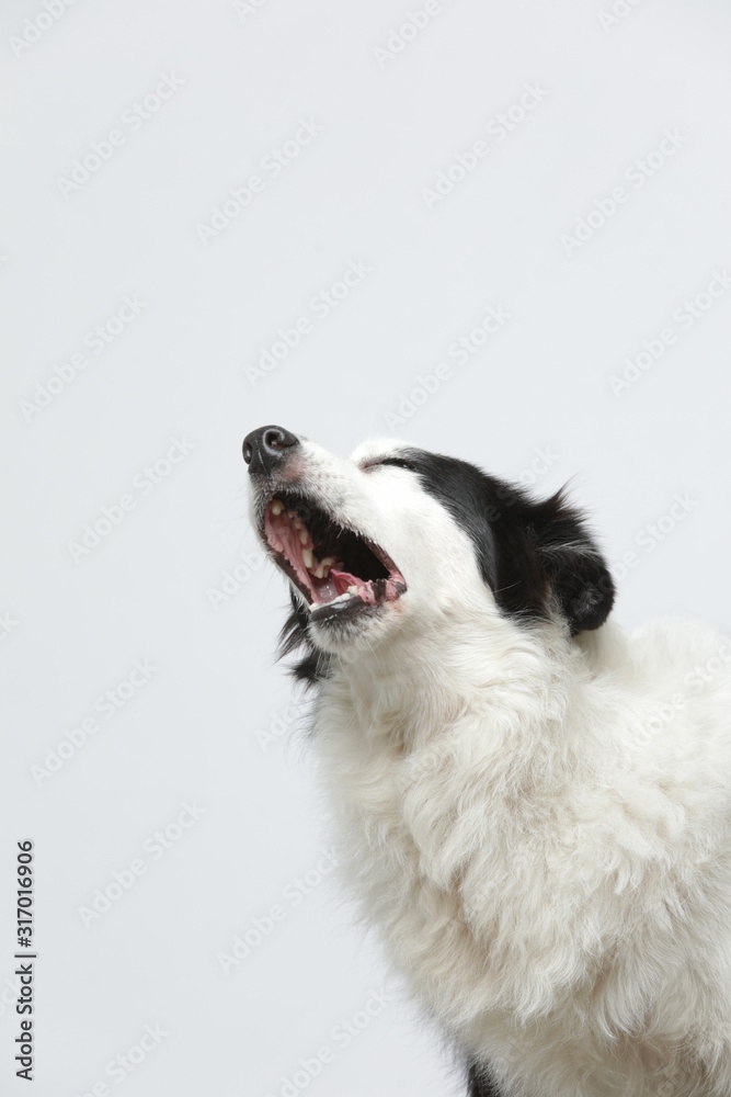 border collie makes various expressions and movements against A white background. border collie makes various expressions and movements against A white background.