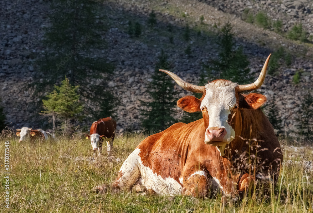 Cattle with long horns lying on a mountain pasture in Carinthia, Austrian Alps Cattle with long horns lying on a mountain pasture in Carinthia, Austrian Alps
