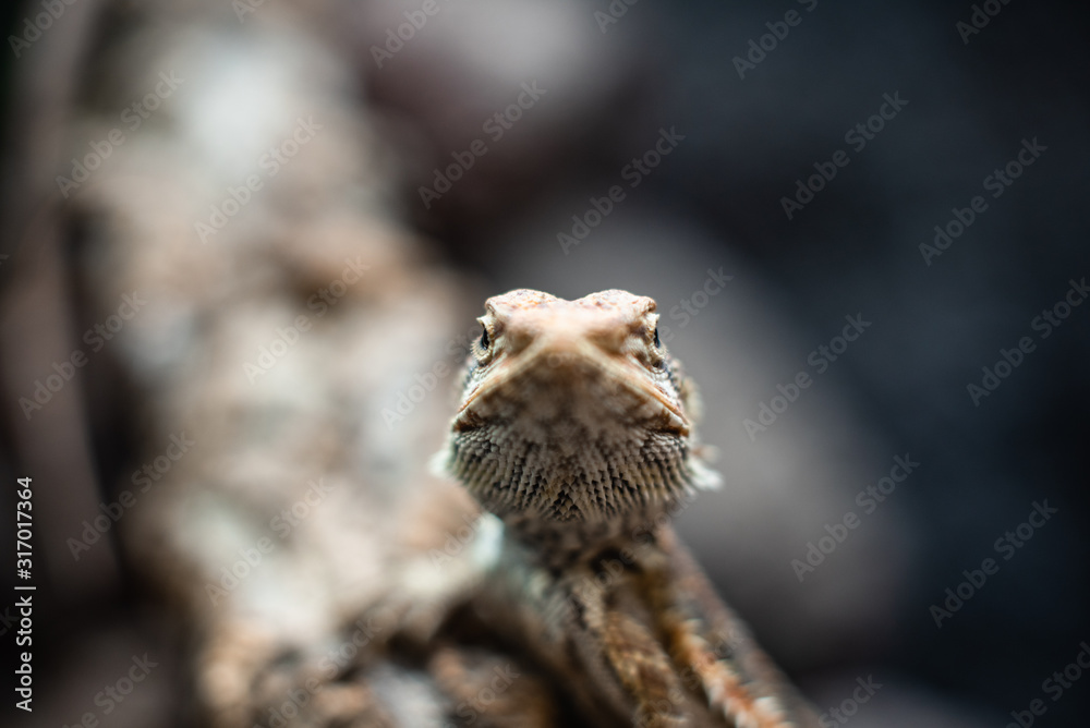 Green lizard long tail standing on a piece of wood dof sharp focus space for text macro reptile jungle aquarium home pet Green lizard long tail standing on a piece of wood dof sharp focus space for text macro reptile jungle aquarium home pet