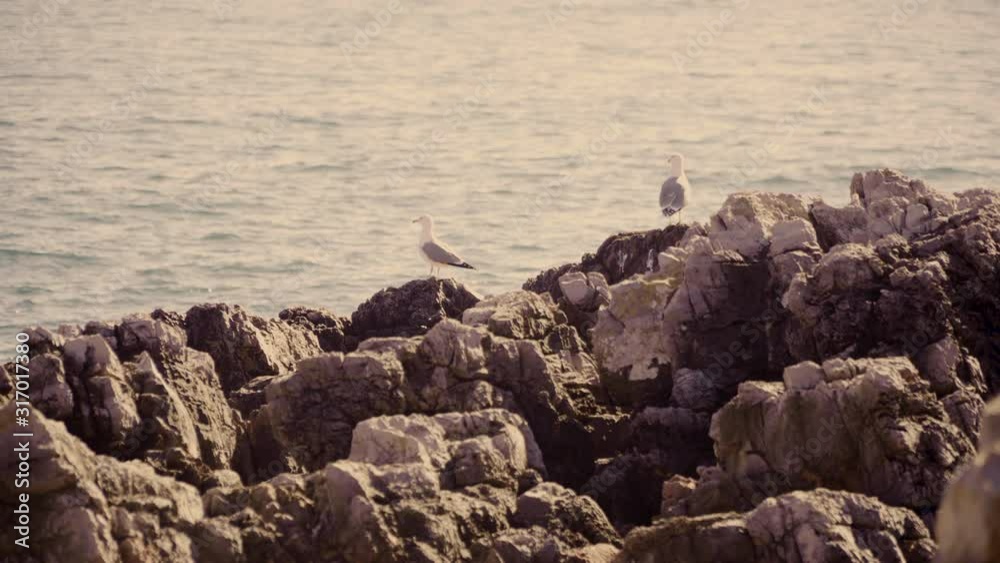 Seagulls waiting on the rocks and then fly away Seagulls waiting on the rocks and then fly away