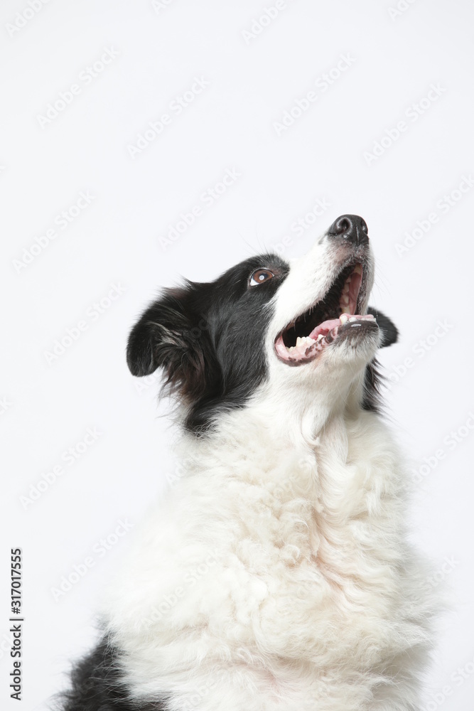 border collie makes various expressions and movements against A white background. border collie makes various expressions and movements against A white background.