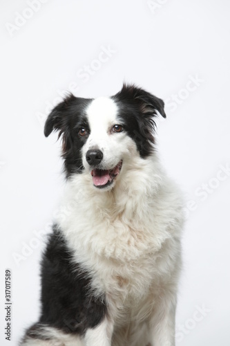 Stampa su tela border collie makes various expressions and movements against A white background