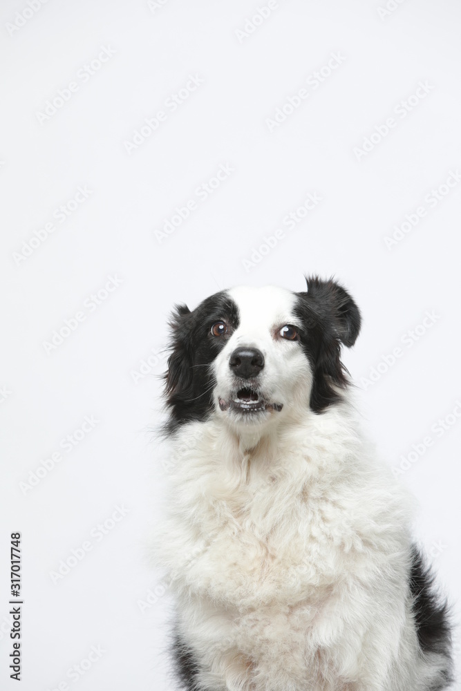 border collie makes various expressions and movements against A white background. border collie makes various expressions and movements against A white background.