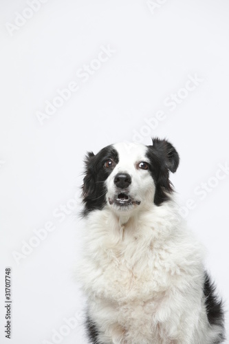 border collie makes various expressions and movements against A white background. © InkheartX