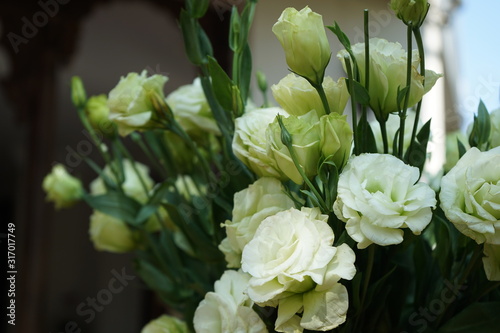 Beautiful green lisianthus flower