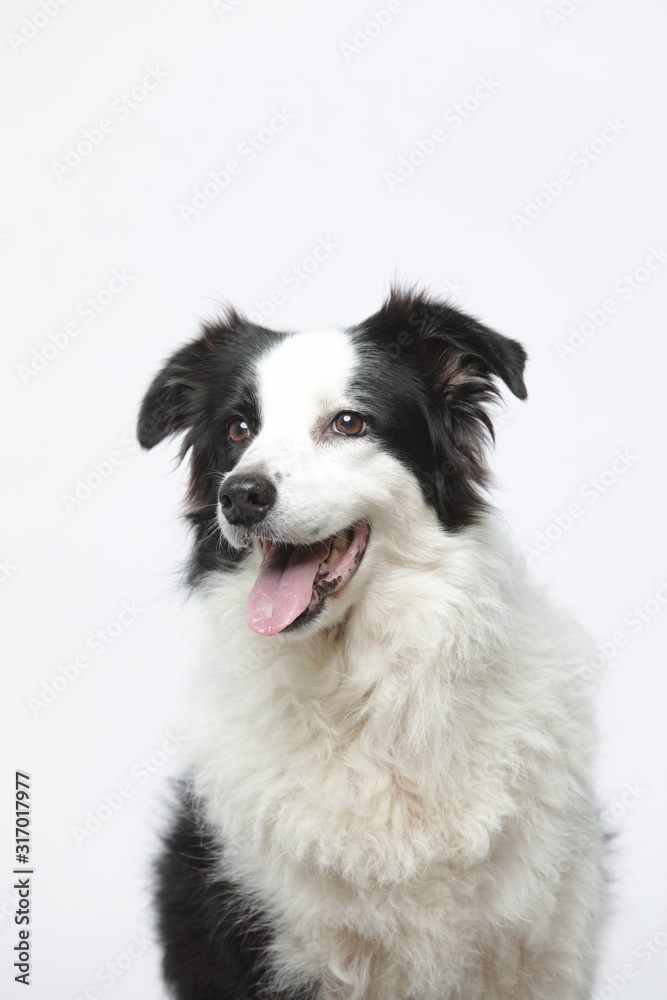 border collie makes various expressions and movements against A white background.