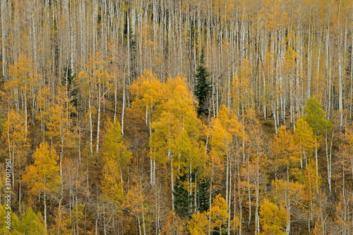 Autumn landscape of aspens and conifers, Castle Creek Road, White River National Forest, Elk Mountains, Aspen, Colorado, USA