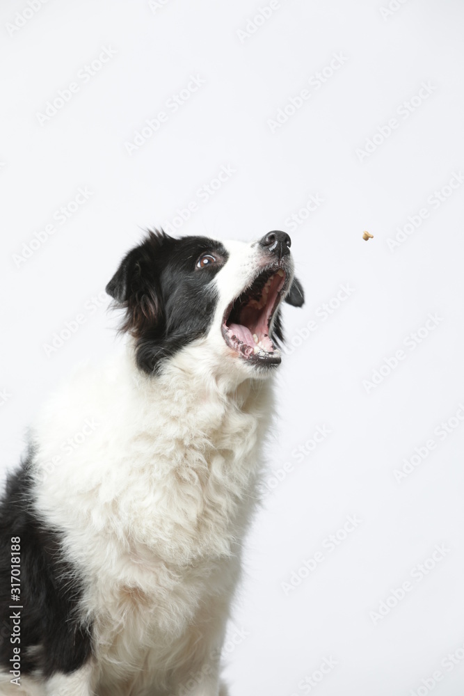 border collie makes various expressions and movements against A white background.