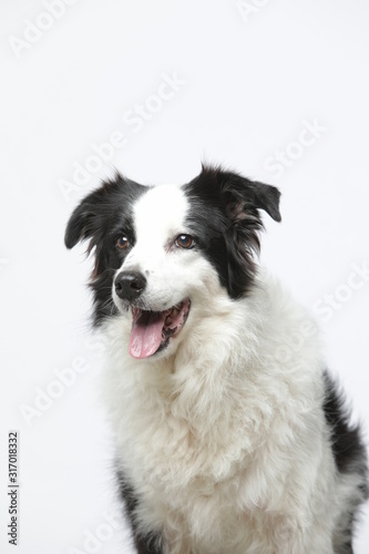 border collie makes various expressions and movements against A white background.