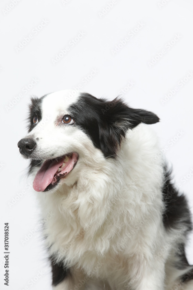 border collie makes various expressions and movements against A white background. border collie makes various expressions and movements against A white background.