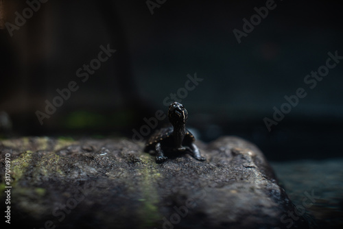 Cute small black turtle on the stone dof sharp focus space for text macro reptile jungle aquarium home pet cute