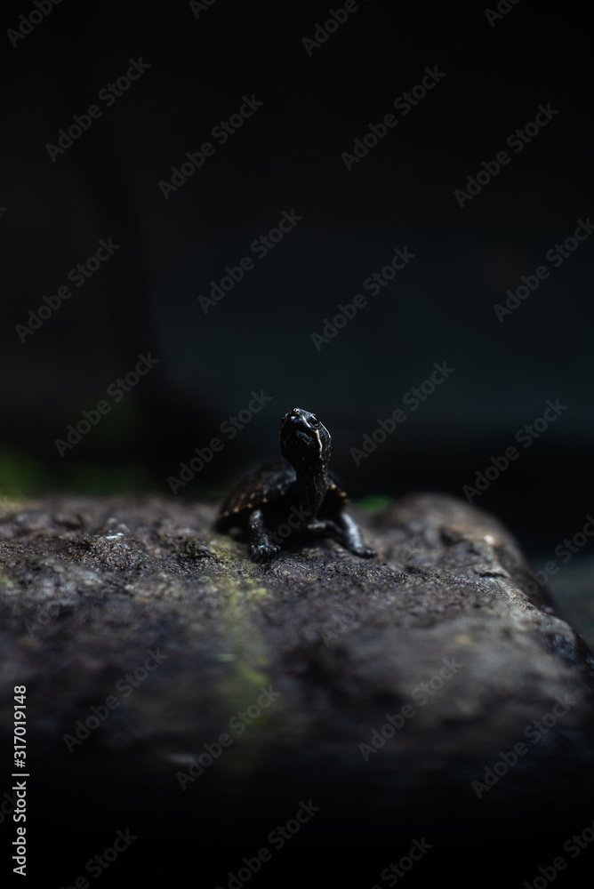 Cute small black turtle on the stone dof sharp focus space for text macro reptile jungle aquarium home pet cute