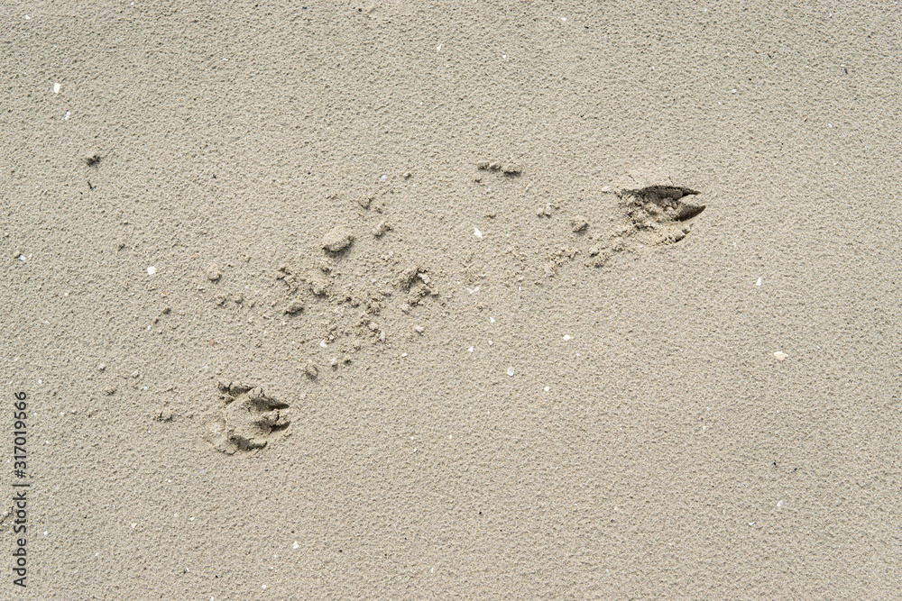 Footprints of dog run on the beach. Footprints of dog run on the beach.
