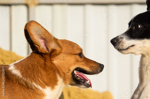 Welsh Corgi Pembroke scares another dog, funny meme photo