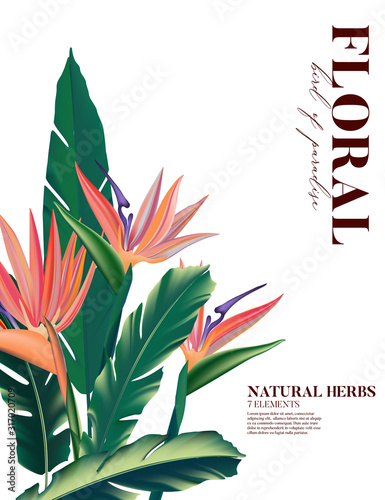 Bird of Paradise flower and palm leaves realistic exotic drawing isolated on white background. Hand drawn foliage branch  watercolor  floral illustration in vector