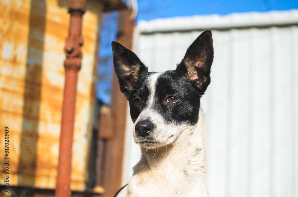 Portrait of a basenji dog in the backyard on a sunny day Portrait of a basenji dog in the backyard on a sunny day