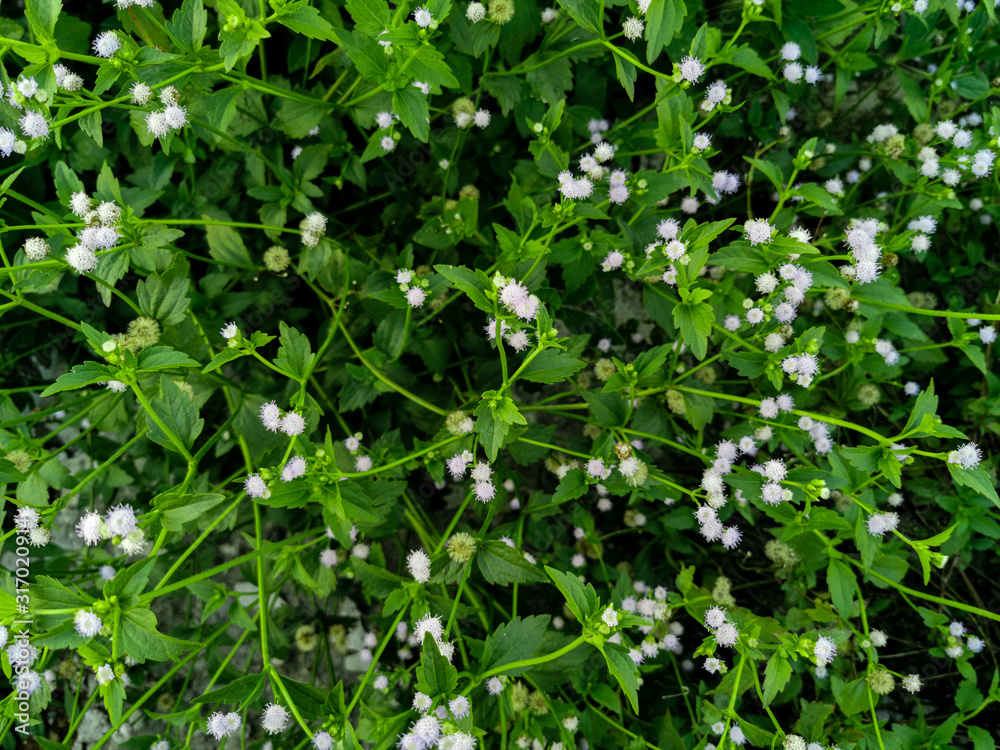 Nature view of Ageratum conyzoides plants for background and wallpaper. Natural green plants landscape with beautiful white flowers Nature view of Ageratum conyzoides plants for background and wallpaper. Natural green plants landscape with beautiful white flowers