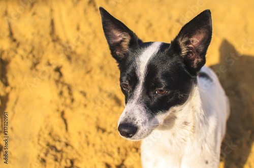 Portrait of a basenji dog in the sand