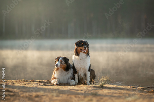 two dogs are sitting together on the lake. Traveling with a pet, adventure. Australian Shepherd in Nature