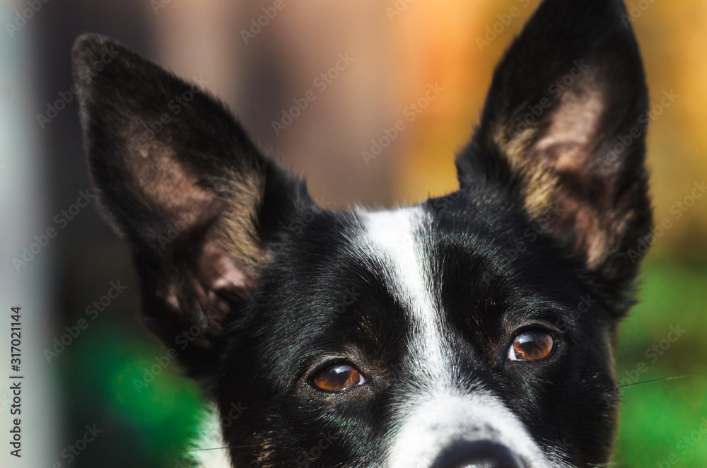 Close portrait of a basenji dog with a beautiful bright and saturated background