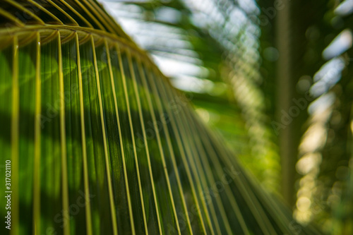 close up of coconut palm leaf  tropical trees concept