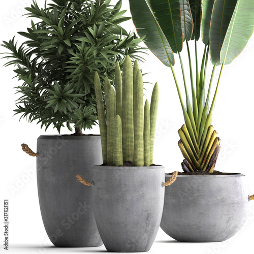 tropical plants in concrete pots photo