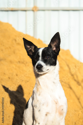 Basenji dog in the backyard on a background of sand and a fence, portrait photo © FellowNeko