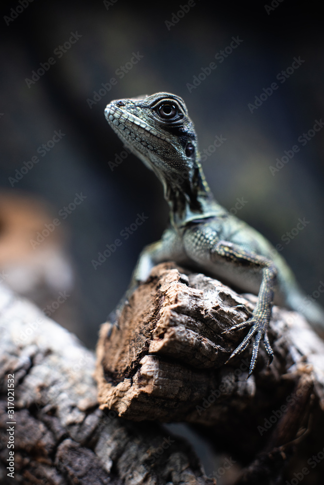 Green lizard long tail standing on a piece of wood dof sharp focus space for text macro reptile jungle aquarium home pet Green lizard long tail standing on a piece of wood dof sharp focus space for text macro reptile jungle aquarium home pet