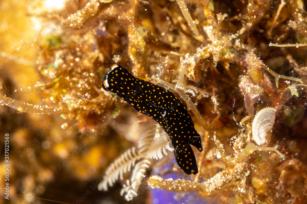 The most beautiful underwater snails of the Indian and Pacific Ocean The most beautiful underwater snails of the Indian and Pacific Ocean
