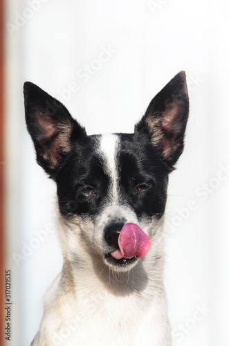 Stylish and minimalistic photo of a basenji dog with tongue, portrait on a simple background © FellowNeko