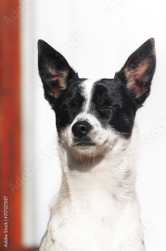 Stylish and minimalistic photo of a proud basenji dog, portrait on a simple background © FellowNeko