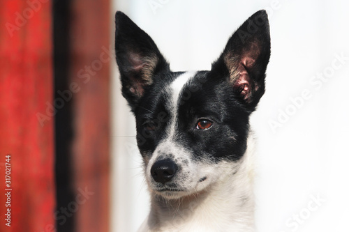 Stylish and minimalistic of a basenji dog, portrait on a simple background with red aspects