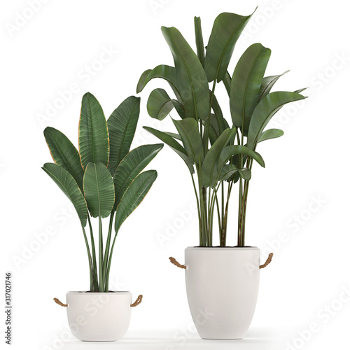 tropical plants banana in a white pot 