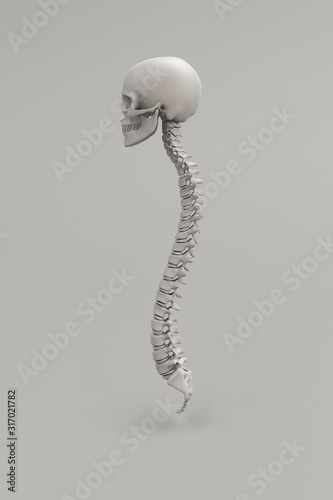 Anatomical illustration over a light background. Skull and spine. 3D render.