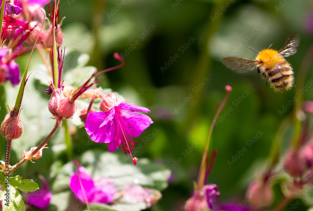 a bee flying through vibrant pink flowers a bee flying through vibrant pink flowers