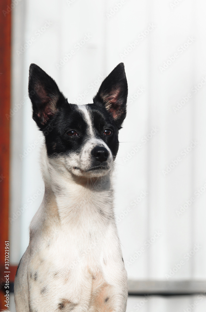 Stylish photo of a proud dog with beautiful breasts, a portrait of a basenji on a simple background with a red aspect