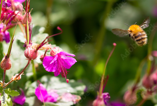 a bee flying through vibrant pink flowers