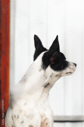 Stylish and minimalistic photo of a dog in profile, portrait of a basenji on a simple background with red aspect