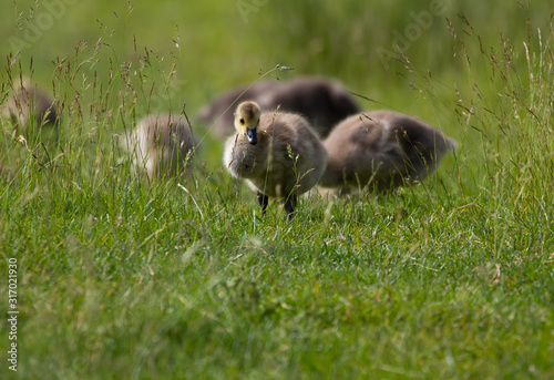 A cute and curious gosling and siblings foraging in long grass against a soft focus background © Steven Whitcher