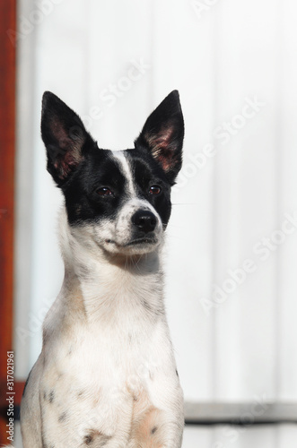 Stylish photo of a proud dog with beautiful breasts, a portrait of a basenji on a simple background with a red aspect © FellowNeko