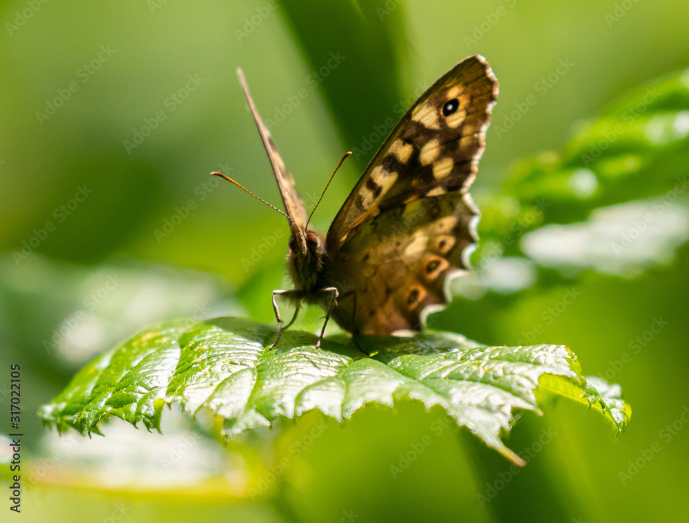 a speckled wood butterfly sitting proudly on a bramble leaf