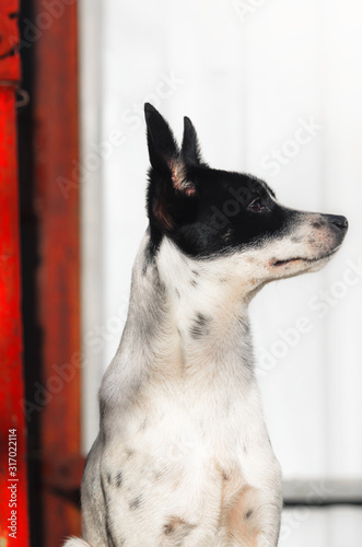 Stylish photo in profile of a proud dog with beautiful breasts, a portrait of a basenji on a simple background with a red aspect © FellowNeko