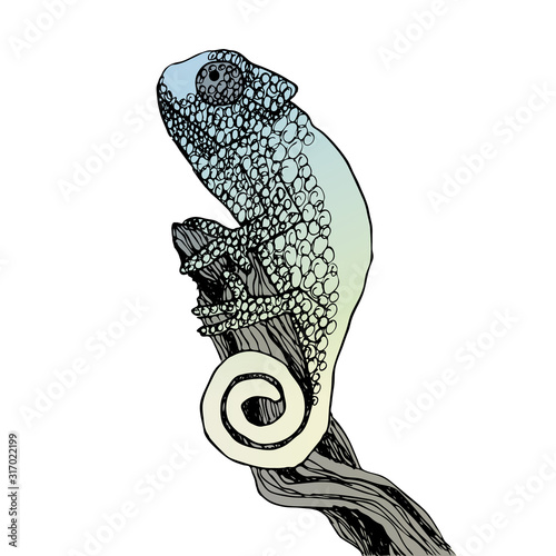 Hand drawn chameleon on a branch, colorful pen drawing sketch, isolated on white /colorful background