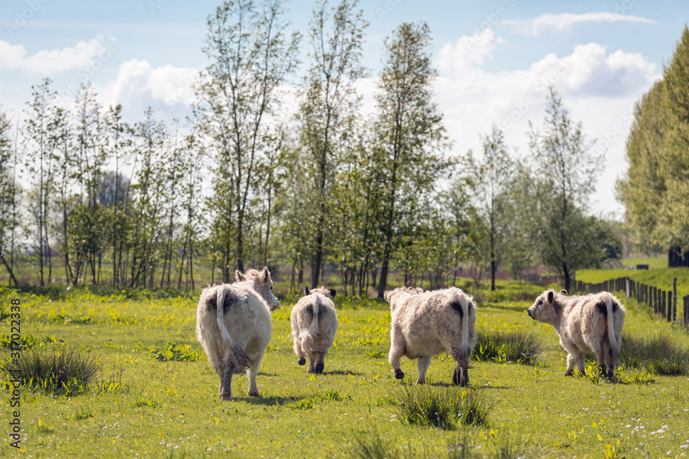 White Galloway cattle turn their backs on the photographer White Galloway cattle turn their backs on the photographer