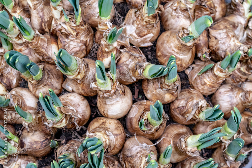 Narcissus bulbs with sprouts for the spring garden. Organic natural background with growing green sprouts. Close-up sprouting bulbs for natural environmental concept.