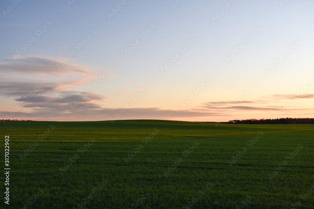 Green farmers field by sunset
