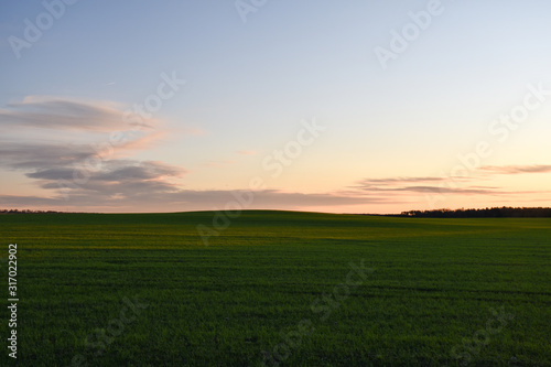 Green farmers field by sunset