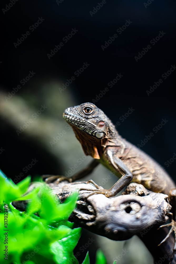 Green lizard long tail standing on a piece of wood dof sharp focus space for text macro reptile jungle aquarium home pet Green lizard long tail standing on a piece of wood dof sharp focus space for text macro reptile jungle aquarium home pet