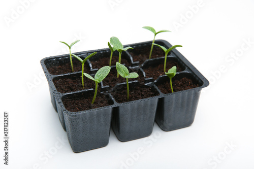 green shoots of plants in a set of  boxes on a white background